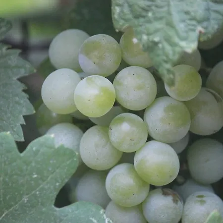 플라즈 게스트하우스 4*