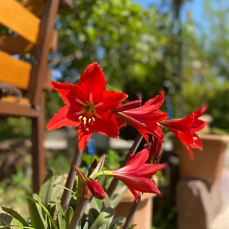 플라즈 4* Çıralı