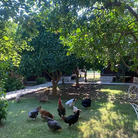 플라즈 게스트하우스