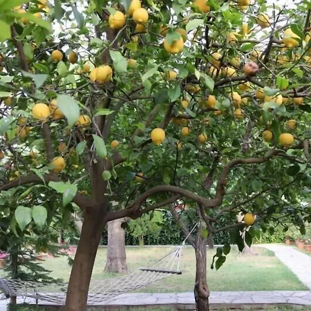 플라즈 게스트하우스 Çıralı