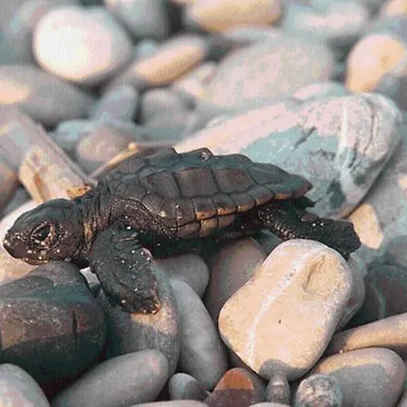 게스트하우스 플라즈 Çıralı