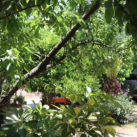 플라즈 4* Çıralı