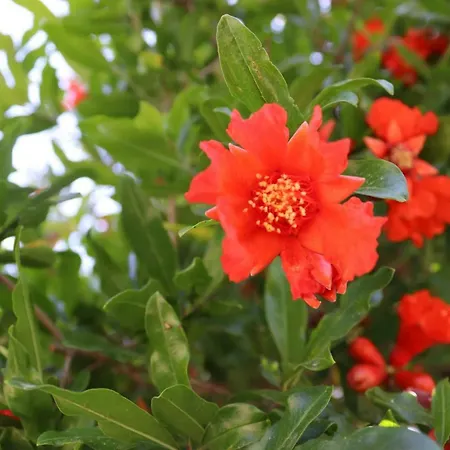 플라즈 게스트하우스 Çıralı