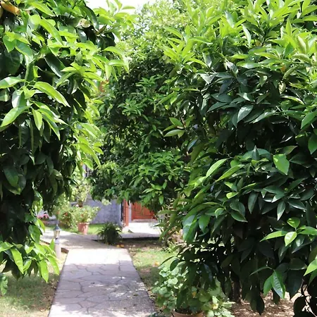 플라즈 4* Çıralı