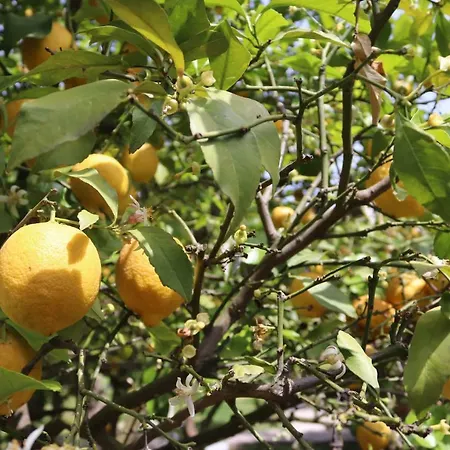 플라즈 게스트하우스 4*