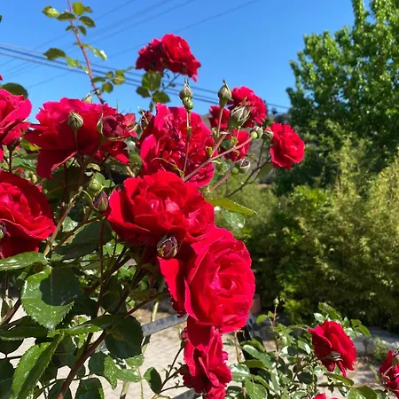 Vendégház Plaj Çıralı